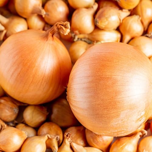 Yellow Onion Sets Centurion 250g - Easy to Grow High Yield - Spring Planting - Vegetable Bulb Seeds for Overwintering
