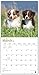 Australian Shepherds 2019 Calendar