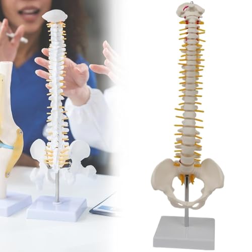Modelo de esqueleto de columna vertebral humana para estudio anatómico, incluye vértebras, nervios y arterias, ideal para enseñanza médica y educación en ciencias biológicas