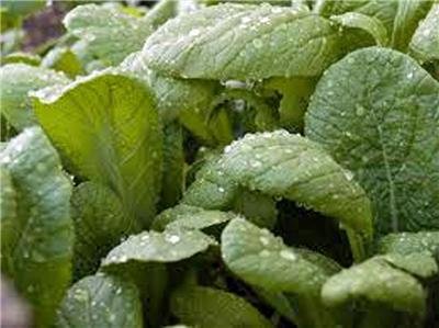 Graines De Moutarde À Feuilles Larges De Floride, Orange, Sans Ogm