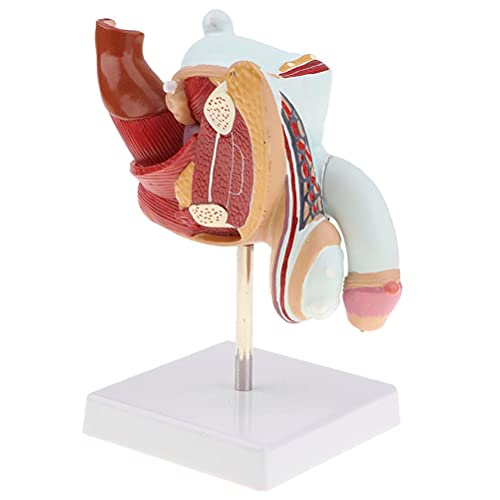 QHYXT Modelo patológico del Sistema genitourinario Masculino 1:1 Estructura reproductiva Anatomía Suministros de Laboratorio de investigación médica 72 Señales de Sitio Cover