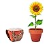 3er Pflanz Set Anzucht-Set für Blumen Sonnenblumen Vergissmeinnicht Mohnblume im Terrakotta Töpfchen mit Anbausubstrat (Sonnenblume (Gelb))