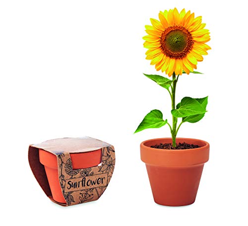 3er Pflanz Set Anzucht-Set für Blumen Sonnenblumen Vergissmeinnicht Mohnblume im Terrakotta Töpfchen mit Anbausubstrat (Sonnenblume (Gelb))