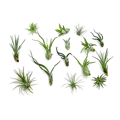 Live Air Plants - Tillandsia Variety, Regular 1-3" - 15ct - Live Arrival Guaranteed, House Plants for Home Decor & Gift