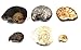 Ammonite, Nautilus & Goniatite Fossil Lot (6 Pieces) -17051