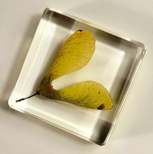 Image of 38mm Real Maple Seeds (Green) in Crystal Clear Lucite Resin Specimen Dried Pressed Botanist Herb Herbarium Crafts Collection for Botany Science Education & Desk Ornament Display Supplies