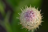 American Star Thistle Plant Seeds (100 Seeds) - Centaurea Americana, Basket-Flower