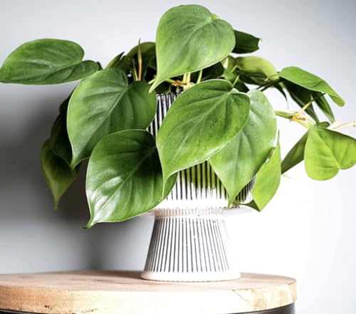 Philodendron Scandens Indoor Climbing Plant, in 1.5 Litre Pot- Sweetheart Plant