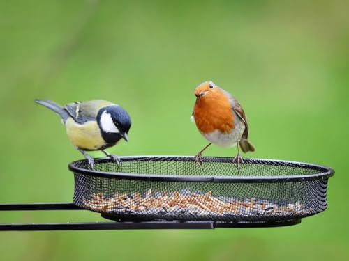1kg Robin's Choice Insect Mix Bird Food - Perfect for Hanging Feeders, Ground Feeders, and Bird Tables - Image 5