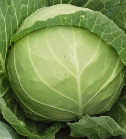 Winter Cabbage Seed (B09G9QD9JH) Amazon Price History, Amazon Price Tracker