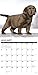 Just Lab Puppies 2020 Wall Calendar (Dog Breed Calendar)
