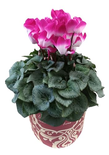 Ԃ̃Mtg VN Mtg v[g  A  a 5 v}[Wp[v