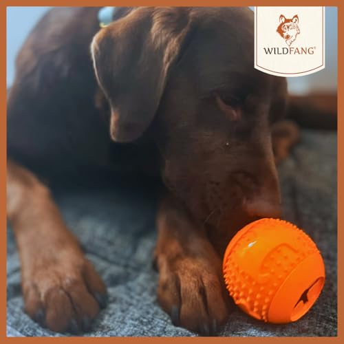 Wildfang® Spielzeug für Hunde aus 100% Naturkautschuk | Snackball Simba - nahezu unzerstörbar - Kauspielzeug für Hunde - ungiftig - Kauknochen für Hunde - BPA-frei - umweltfreundlich