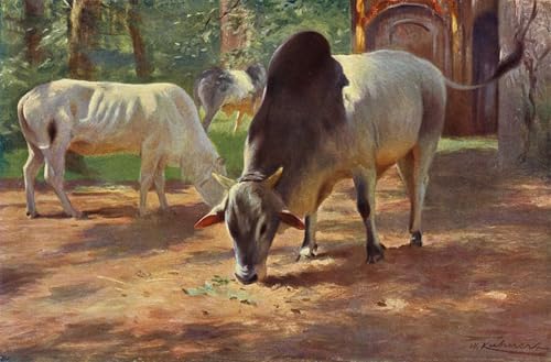 Peinture Poster Bovins Indiens à Bosse Wilhelm Kuhnert Art