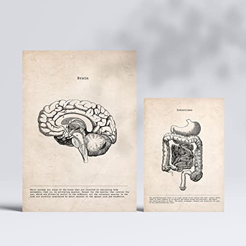 Illustrations médicales vintage Nacnic affiches anatomie haut de gamme en A4 et A3