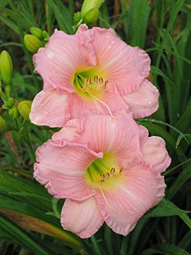 Plantopia Day Lilly of The Most Beautiful Pink Flowers for Your Garden - Pack of 2 Bulbs,PP_37-image-37