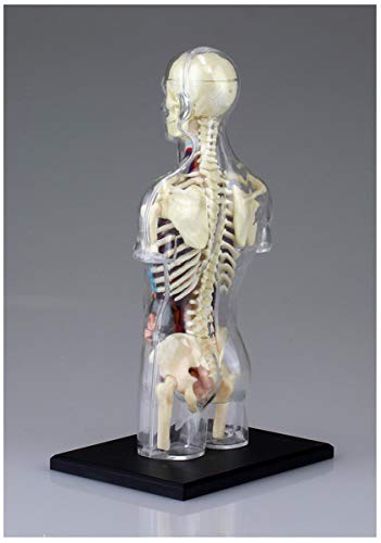 Maquette d'anatomie du squelette en plastique pour initiation médicale - 3