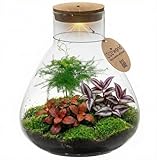 Ecoworld Flaschengarten – Pflegefreies Pflanzen Terrarium mit Licht – Großes Ökosystem im Glas – Ø 30 cm ↥ 32 cm – 3 Zimmerpflanzen – Batteriebetriebene Beleuchtung