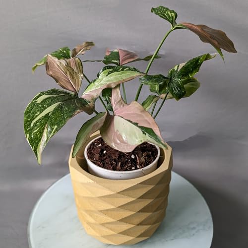 Image of Little Jungle X inchCuteCrete Luxe inch Medium Planter Houses 4 inch-5 inch Inch Nursery Pots (Yellow) | | flower pots for home decoration | Balcony Decor | Garden
