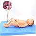 WREEE Modello di Studio Modello anatomico di Organo neonatale Neonati Cordone ombelicale Addominale Modello anatomico per la Cura del feto placentare per Classe/Studenti Materiale didattico, Model