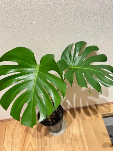 観葉植物 モンステラ 幹上がり」の人気商品一覧・価格比較 - 価格.com
