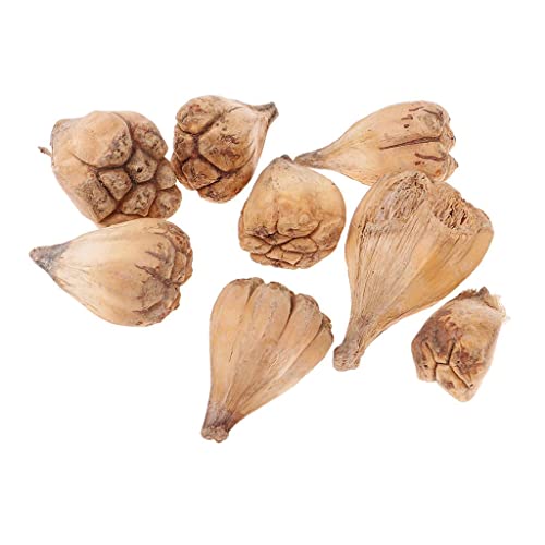 8 flores secas de fruta Mano de Buda para decoración miniatura 3