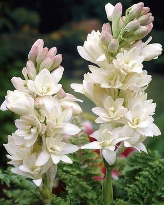 Tube Rose Indian Rajnigandha Flower Bulbs Pack of 10 Flower Bulbs by Tradico