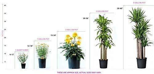 Pixies Gardens Brown Turkey Fig Tree Live Fruit Plant For Planting - Providing Two Crops Of Fruits Per Year (1 Gallon Potted) #TOP1