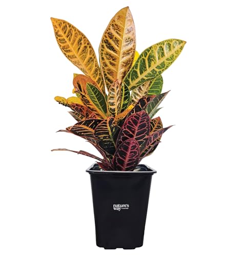 Nature’s Way Farms Croton Petra Live Plant (18-24 in. Tall) in 2 Quart Growers Pot
