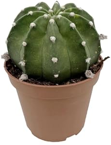 Fangblatt Echinopsis subdenudata Bauernkaktus
