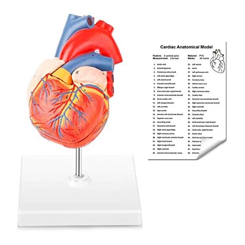 MIIRR Human Heart Model, 2-Part Life Size Heart Model Educational Tool, 3D Heart Model Anatomy, Accurate Numbered Heart Medical Anatomy Model with Magnets on Base Cover