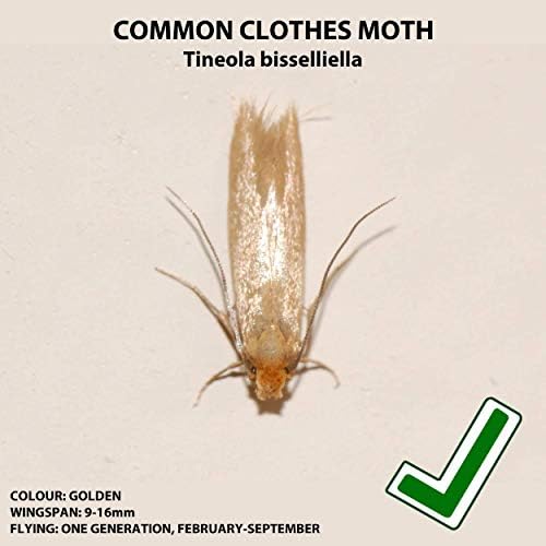 Entopest 10 Pack Pheromone Pads for Common Clothes Moth - Replacement Refill for Room & Wardrobe Hanger Control Traps (Tineola bisselliella)