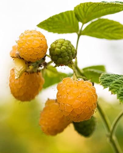 Pianta di Lampone Giallo Rifiorente 'Allgold' - Precoce - vaso Ø 14 cm - H. 50/60 cm