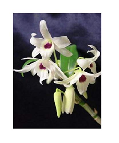1x Fresh Dendrobium Cassiope 