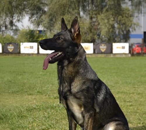 Dingo Gear Hundehalsband, handgefertigt, aus starker Schnur mit 2 Begrenzern, wasserdichtes Halsband für K9-Training, IGP, Agitation, Beißarbeit, Gehorsamkeit, Schwarz, S (S04047)