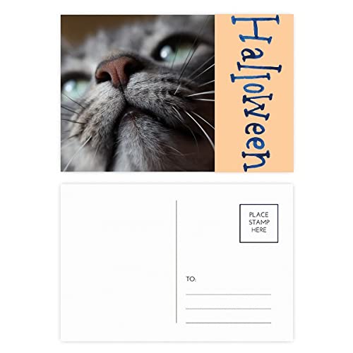 Cartes postales Halloween chat pour partager la douceur et la complicité féline