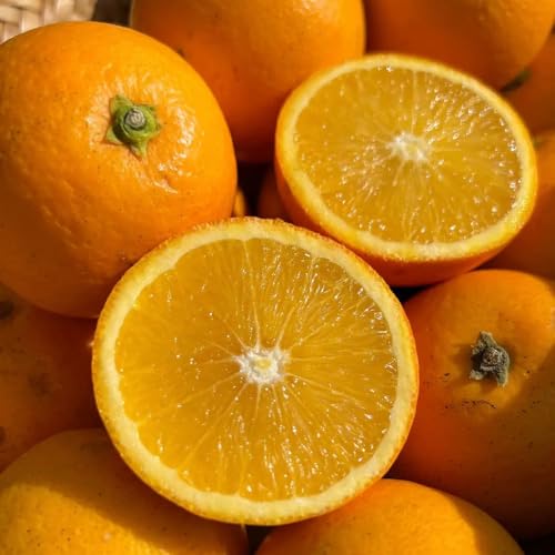 orangenbaum kaufen - hänge zitrus kletter winterhart indoor garten frisches draußen 15samen