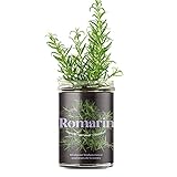 Resetea | Potagers de cuisine | Romarin