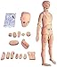 NIHE Simulatore di Cura del paziente Modello anatomico Umano Maschile e Femminile, A grandezza Naturale per l'Educazione degli Studenti Didattica Abilità di Formazione Medica