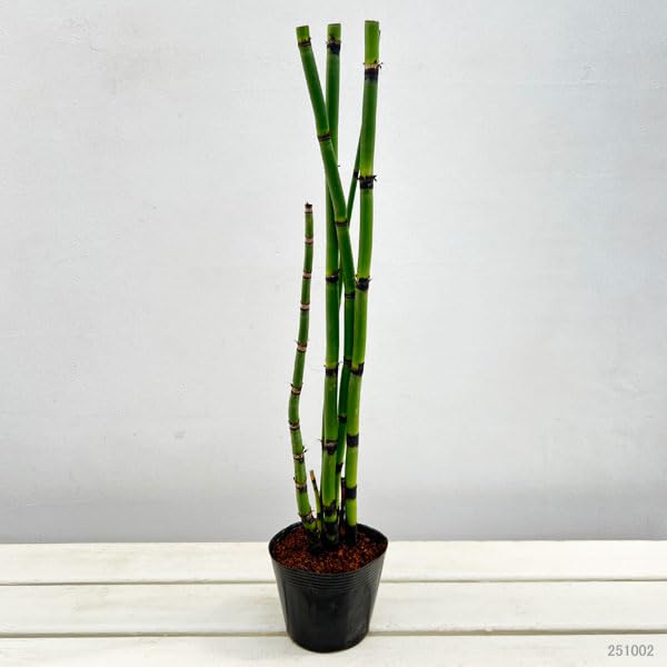 Amazon.co.jp: トクサ（木賊）：オオトクサ[ジャンボトクサ・大トクサ