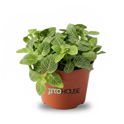 JitoHouse Fittonia Albivenis Live Indoor Houseplant, White Nerve Plant, Air Purifying, Year Round, Partial Shade, 4 Inch Pot