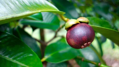 Mphmi Plants Live Healthy Queen of Fruits Mangosteen Fruit Plant 2 Healthy Live Plants from Kerala (B09MJTGPPH) Amazon Price History, Amazon Price Tracker