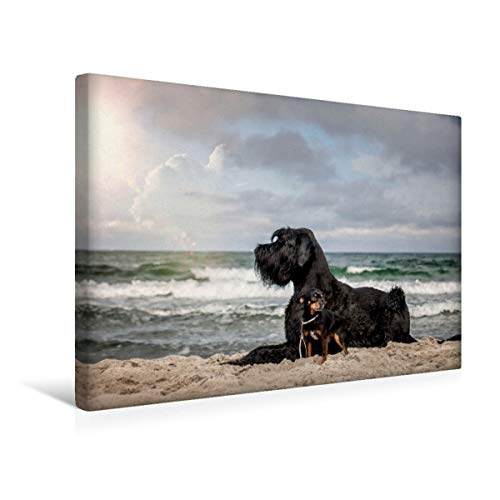Preisvergleich Produktbild CALVENDO Hunde am Meer