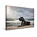 Produktbild CALVENDO Hunde am Meer