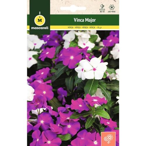Mascarell Semillas, VINCA MAJOR, Semillas Flores Exterior para Decoración, 0,2 Gramos