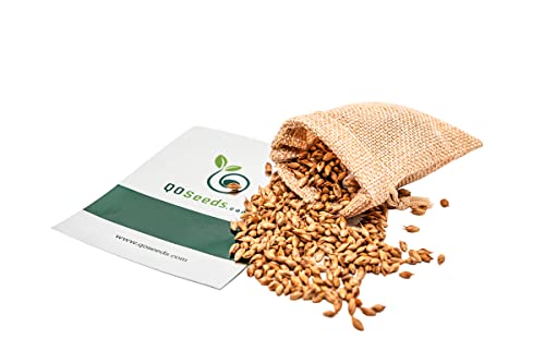 Dendrocalamus Giganteus Seeds - 100 Seeds - Male Bamboo Seeds, Iron Bamboo, Giant Calcutta Bamboo Seeds (Dendrocalamus Strictus) - Pack Of 100 Rare Seeds - Qo Seeds #TOP14