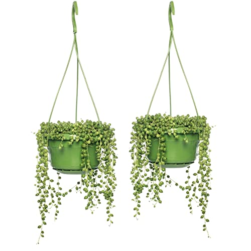Plant in a Box - Senecio Rowleyanus - 2er Set - Perlenschnur - Hängepflanze - Topf 12cm - Höhe 10-20cm Cover