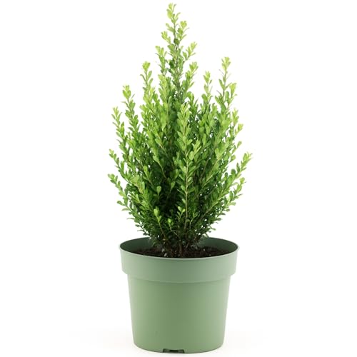 GardenersDream Ilex Crenata 'Jenny' – Plantes de Haie Persistantes, Robustes et Faciles d’Entretien – Arbustes pour Bordures et Topiaires Toute l’Année