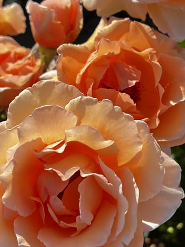 Whisky Mac Orange Hybrid Tea 4L Potted Rose