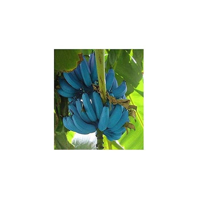 Buy Germination Seeds: Banana Seeds 100 Pcs Blue Banana Tree Seeds ...